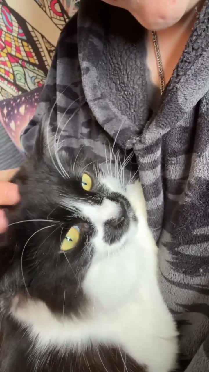 Ragdoll cats for sale: Rei Rei the Ragdoll - Video 1