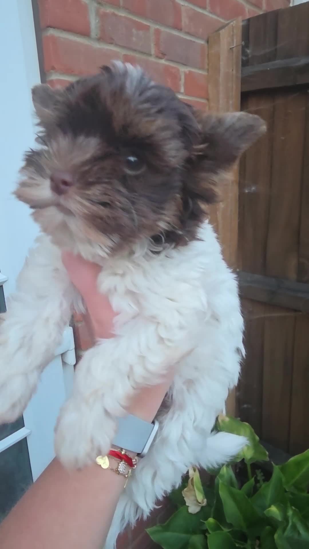 Yorkshire Terrier dogs for sale: Last tiny girl puppy - Video 1