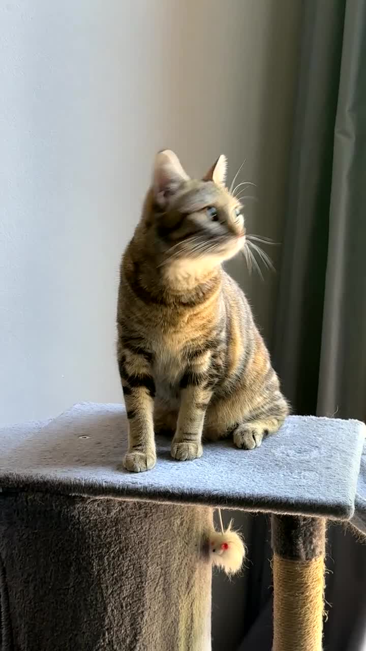 British Shorthair cats for sale: Whiskey - British Shorthair for sale - Video 4