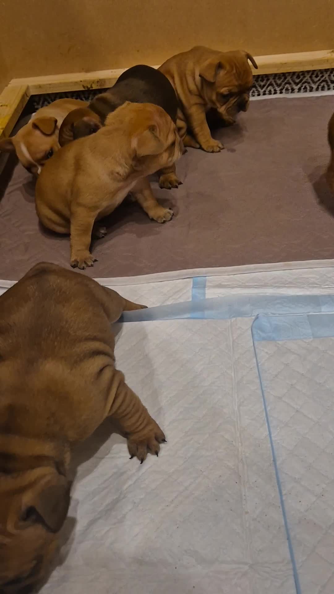 French Bulldog dogs for sale: KC Reg. French bulldogs looking for new home - Video 1