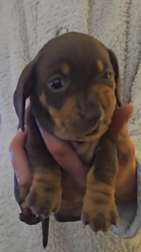 Miniature Dachshund dogs for sale: Miniature dachshund - Video 2
