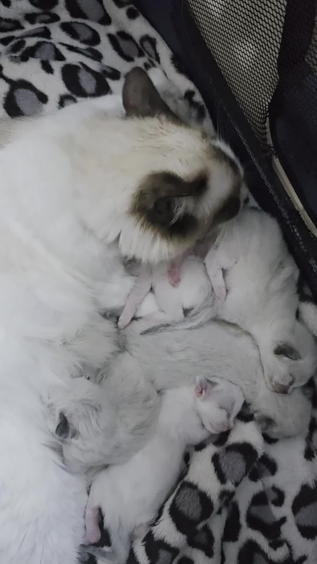 Ragdoll cats for sale: Ragdoll kittens😻🩵💜4 Girls and 1 Boy🙀 - Video 1