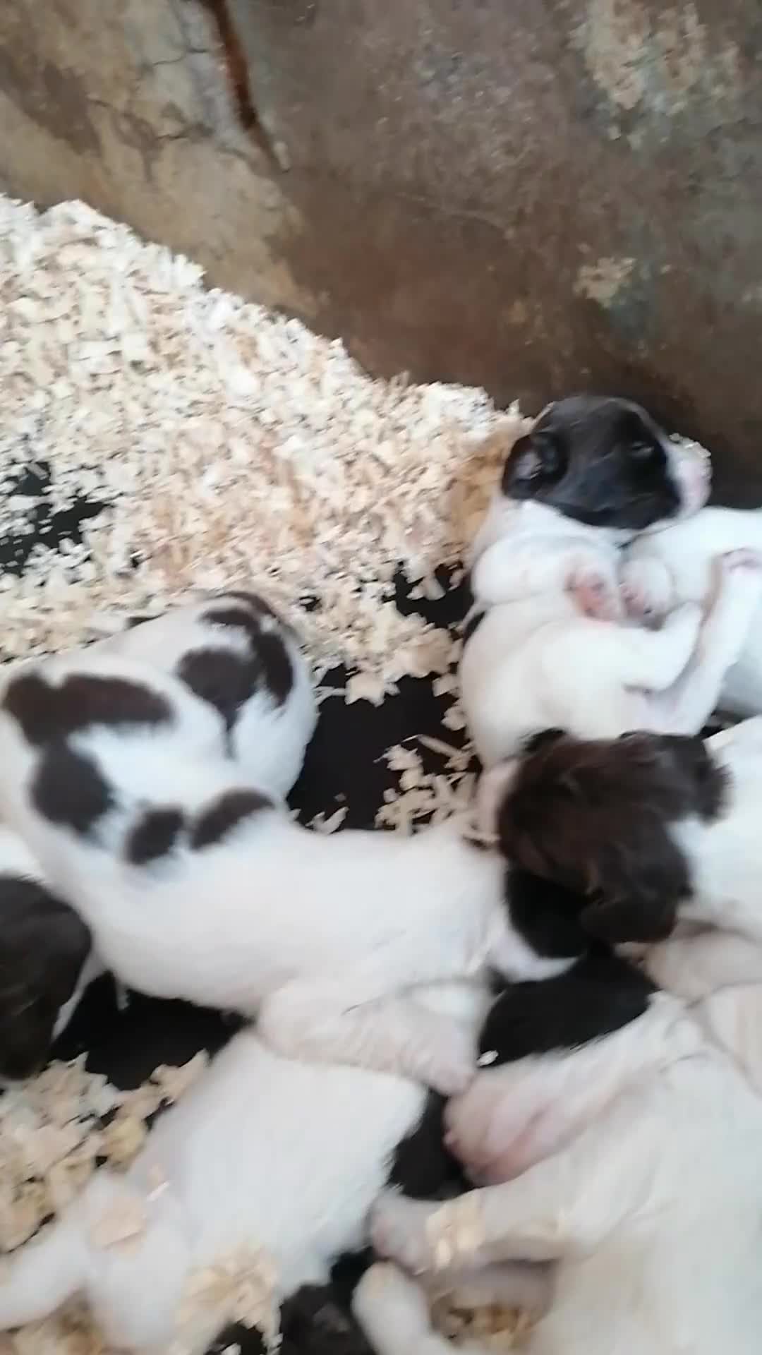 English Springer Spaniel dogs for sale: Beautiful springer spaniels - Video 1