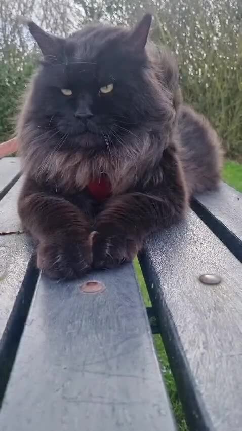 Maine Coon cats for sale: Tica Registered, Russian Line Maine Coon Kittens - Video 1