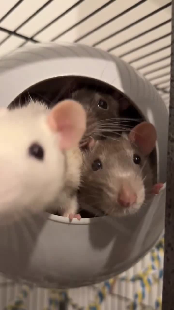 Rat rodents for sale: 4x Female Rats in Hamilton - Video 1