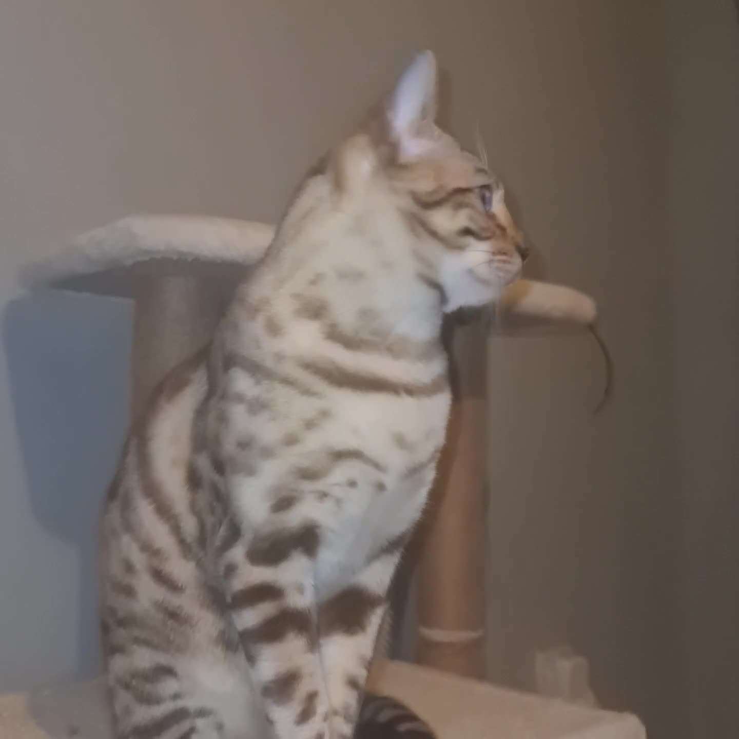 Bengal cats for sale: Bengal - Video 2