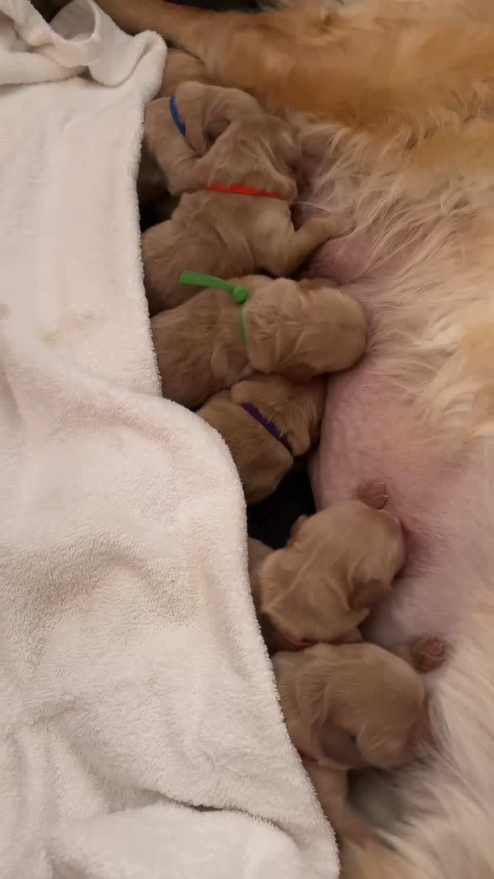 Golden Retriever dogs for sale: Pedigree Golden Retriever Puppies  - Video 1