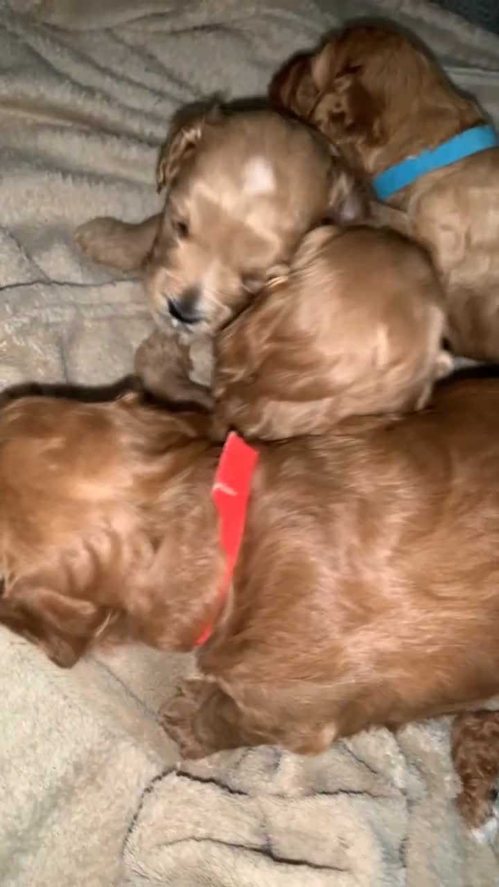 Cockapoo dogs for sale: Cockapoos  - Video 1