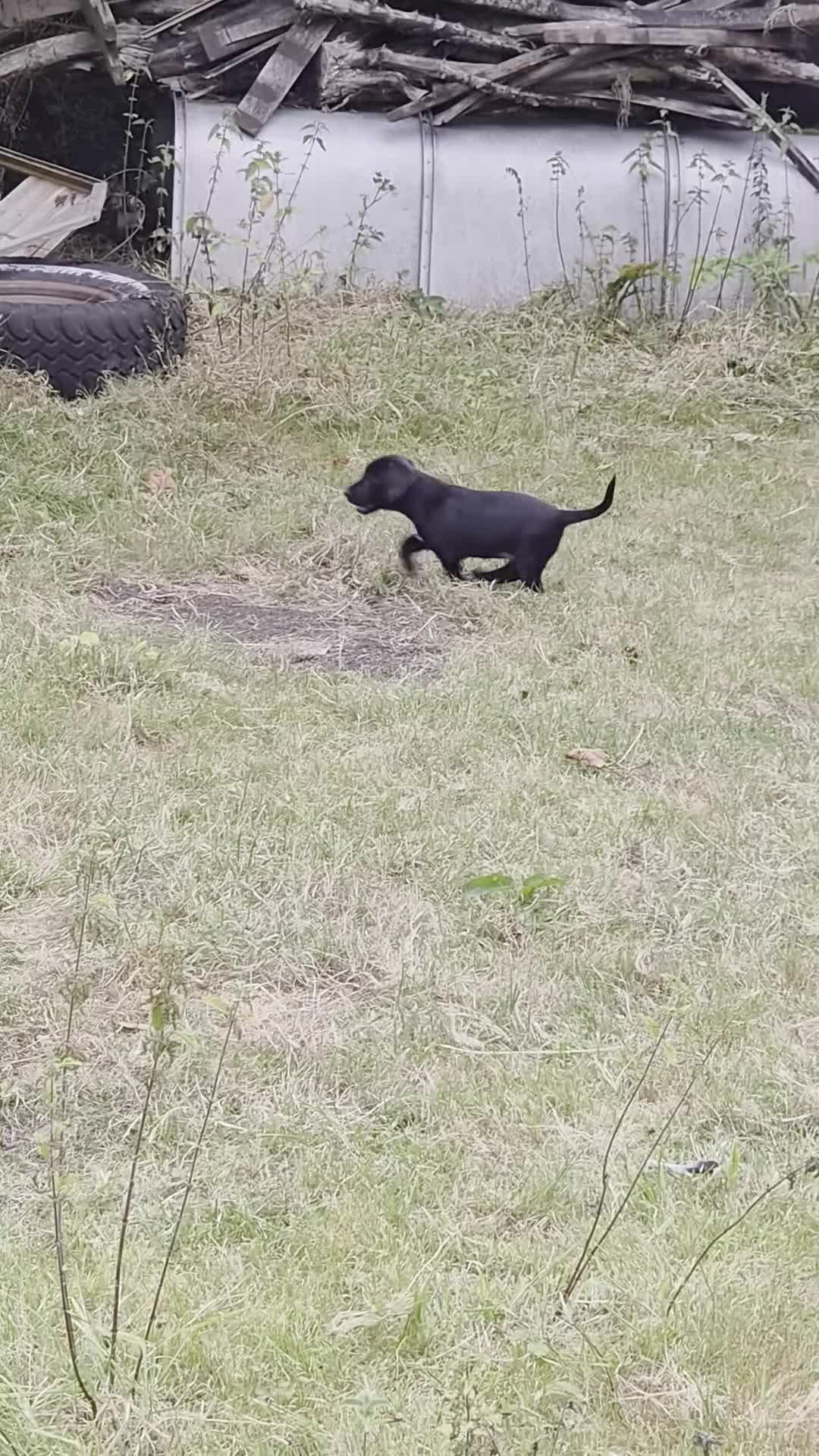 Cocker Spaniel dogs for sale: Cocker Spaniel Puppies - Video 4