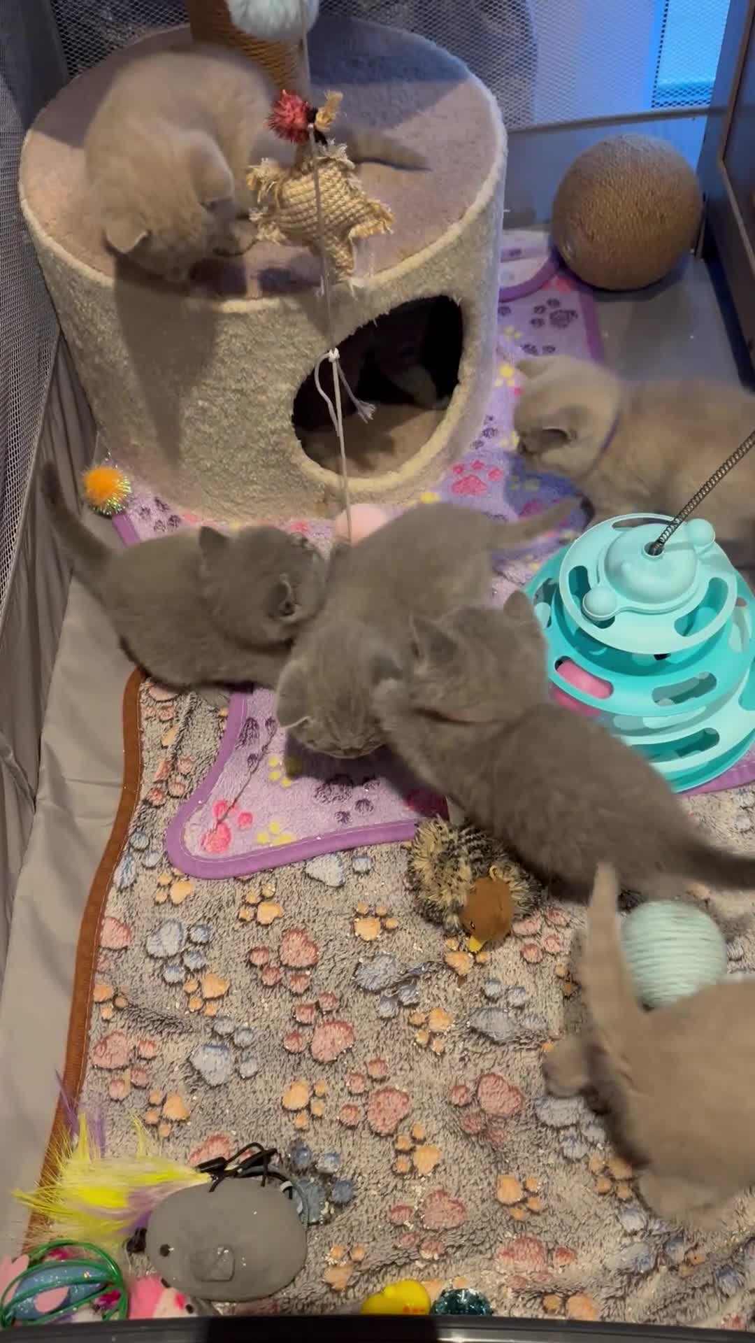 British Shorthair cats for sale: “Adorable kittens ready for loving homes - Video 2