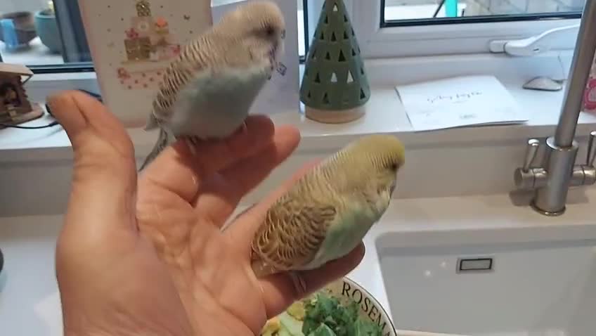 Budgerigars birds for sale: Hand tamed bonded pair of Budgies - Video 3