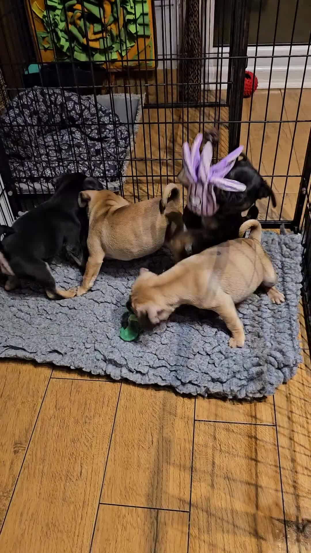 Frug dogs for sale: Frug puppies - Video 1