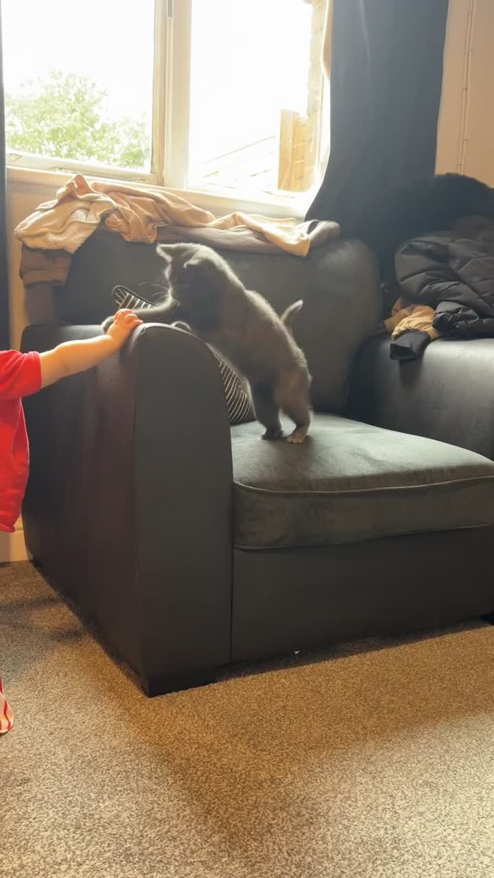 Mixed Breed cats for sale: Ember  - Video 1