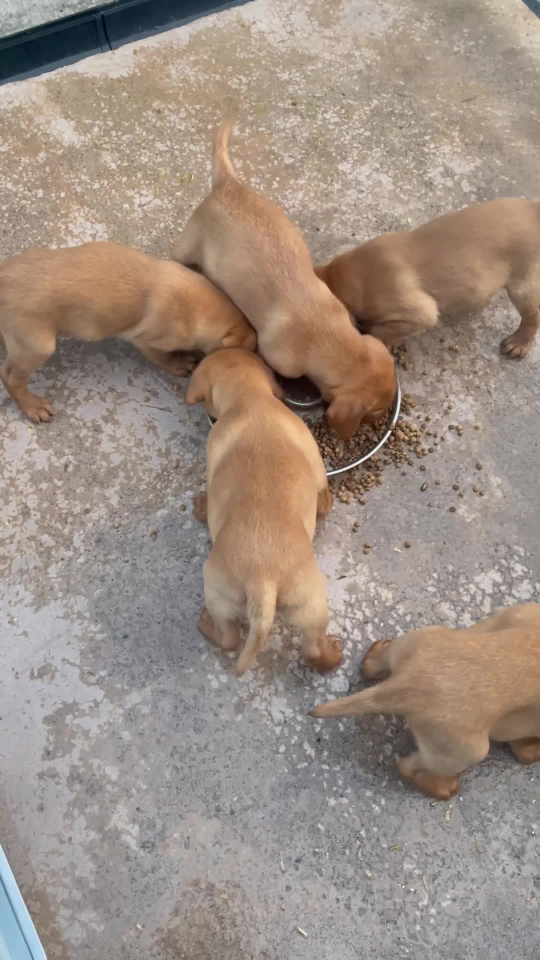Labrador Retriever dogs for sale: KC Registered fox red Labrador puppies - Video 1