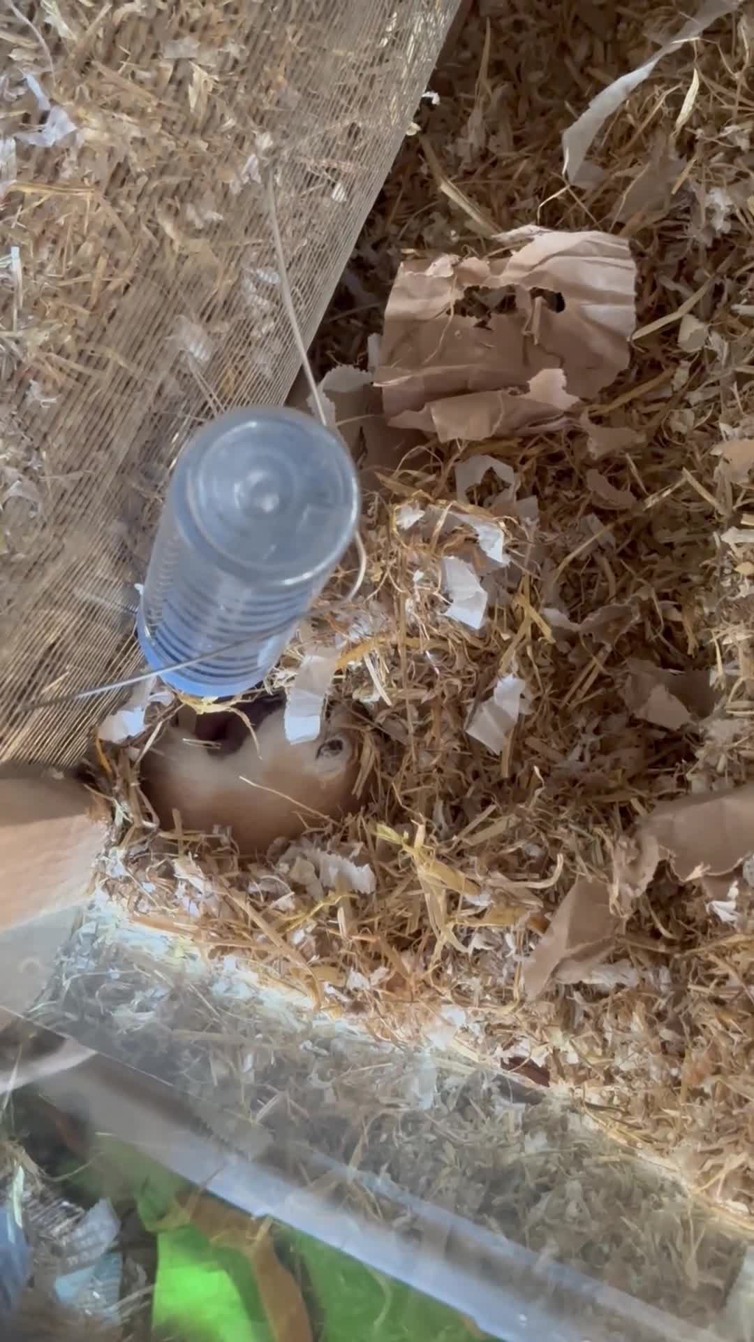 Gerbil rodents for sale: Gerbils in need of a home - Video 1