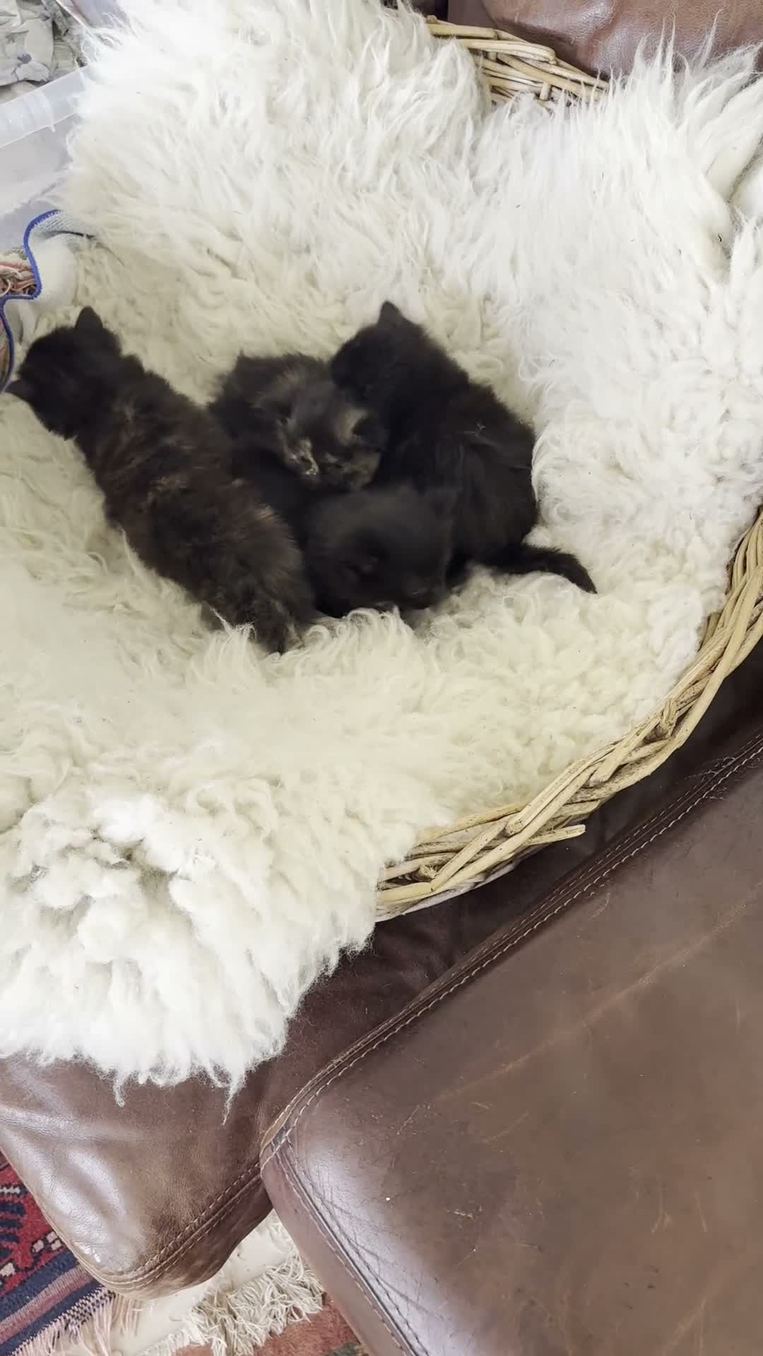 Ragdoll cats for sale: RAGDOLL  - Video 1