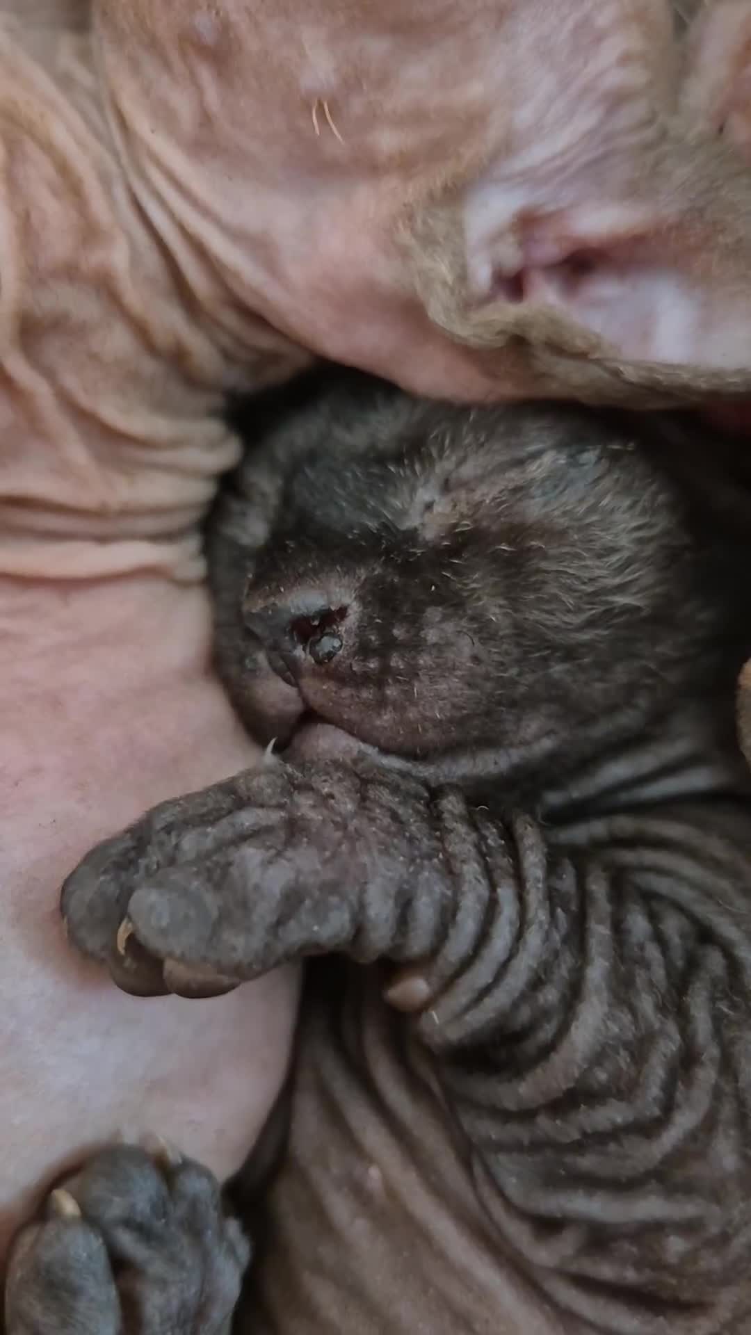 Sphynx cats for sale: Stunning bambino sphynx kittens shortleg and long - Video 1