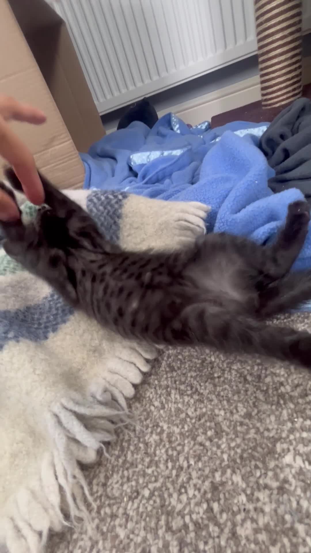 Bengal cats for sale: Bengal x Maine coone kittens - Video 1