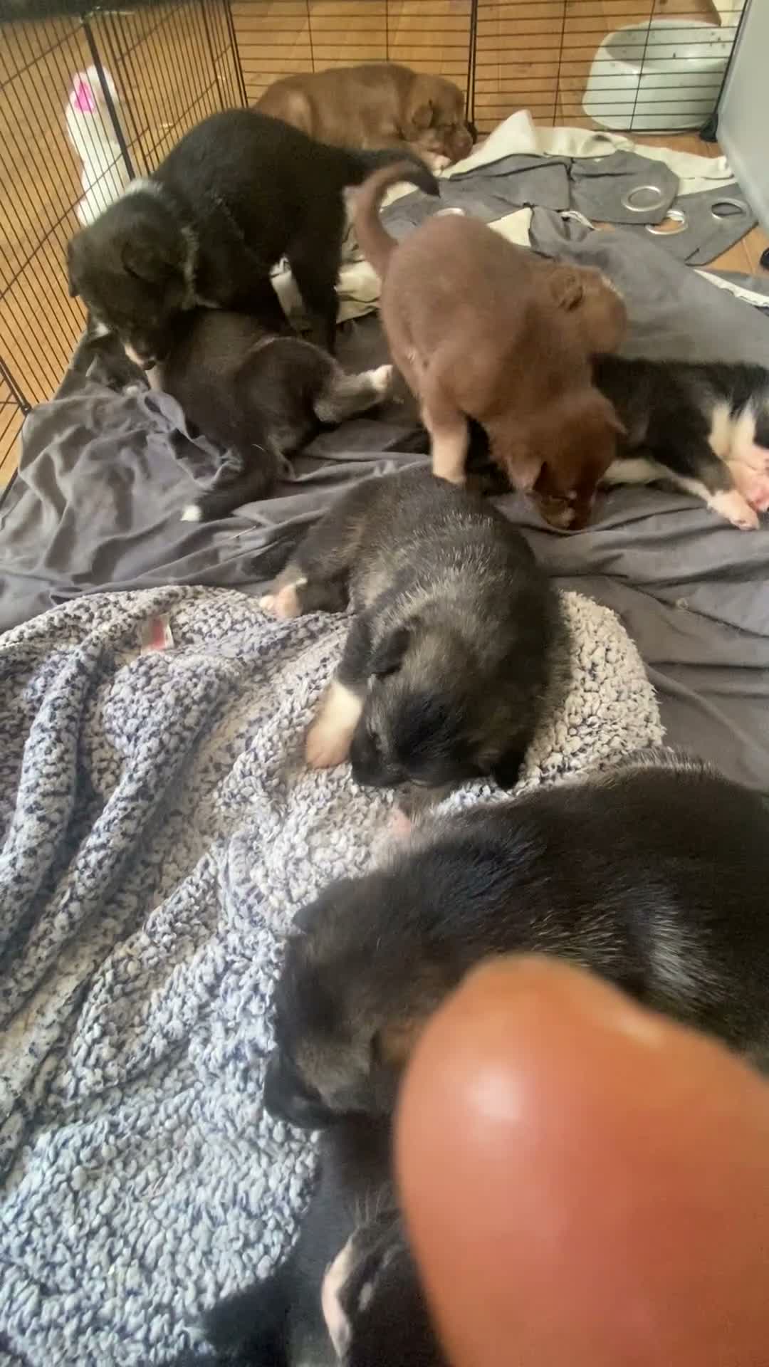 Mixed Breed dogs for sale: 5 x collie x husky x sheperd puppies in Newcastle upon Tyne - Video 1