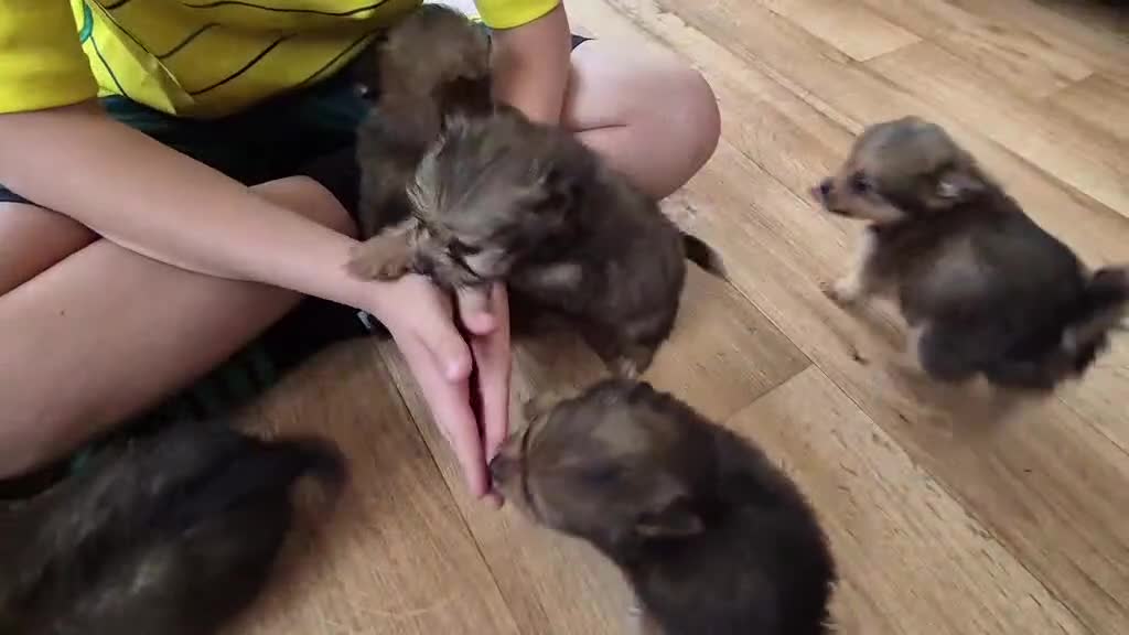 Mixed Breed dogs for sale: White yorkie (Biewer Terrier) X pomeranian  - Video 2