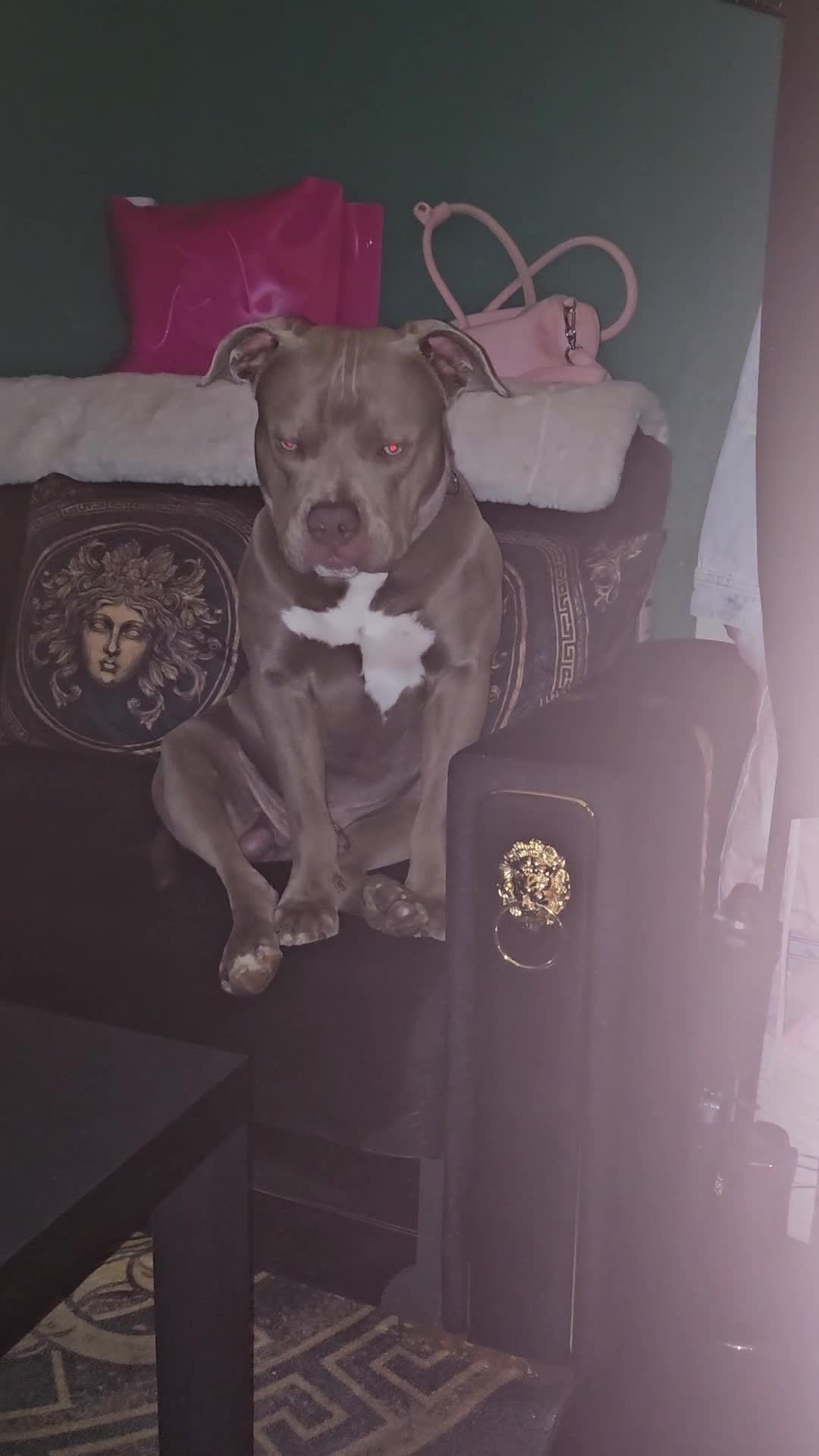 English Bulldog dogs for stud: Beautiful English bulldog long leg boy in Bristol - Video 1