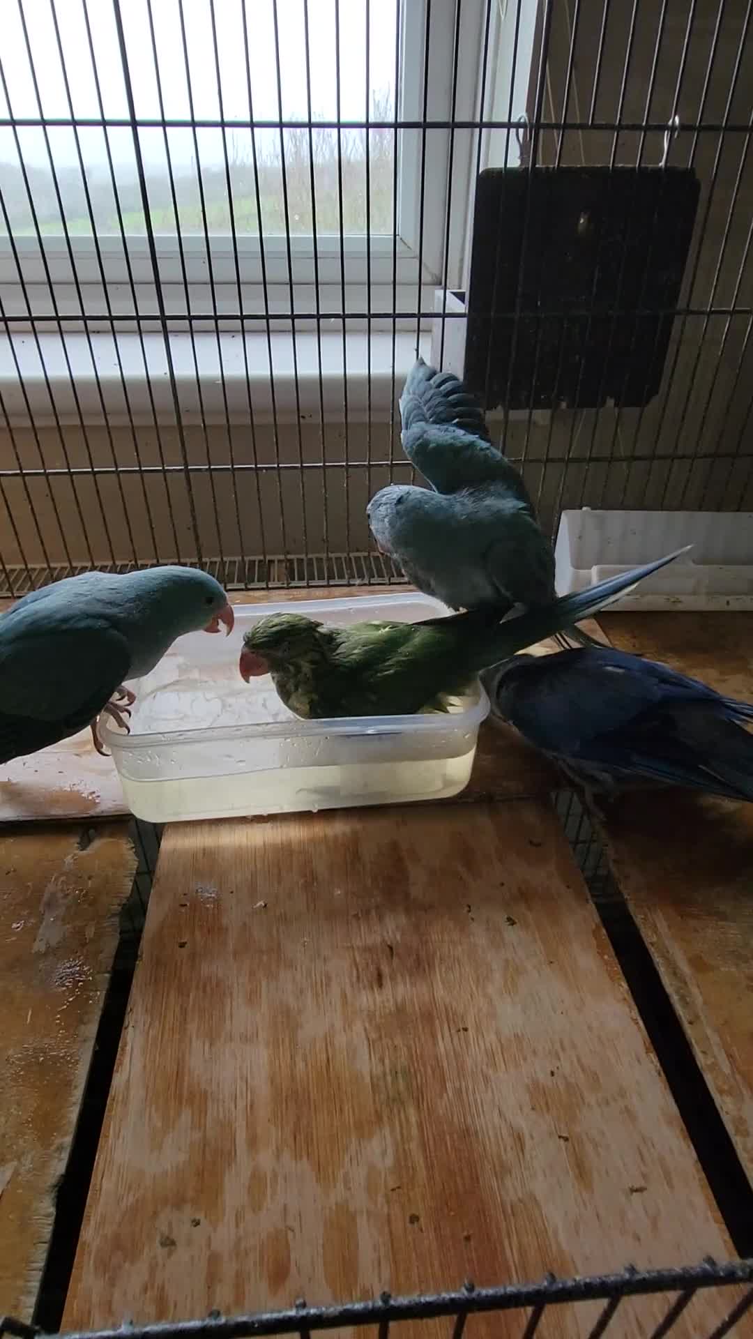 Ringnecks birds for sale: Ringnecks and kakarikis - Video 1