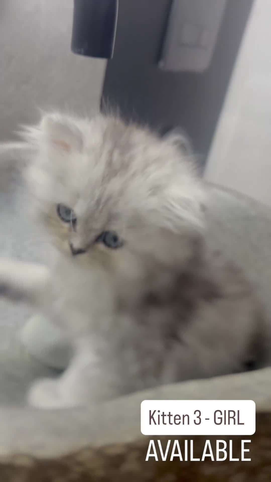 Persian cats for sale: 🎀4 BOYS LEFT!!🎀Persian Chinchilla Kittens 💎💎 - Video 1