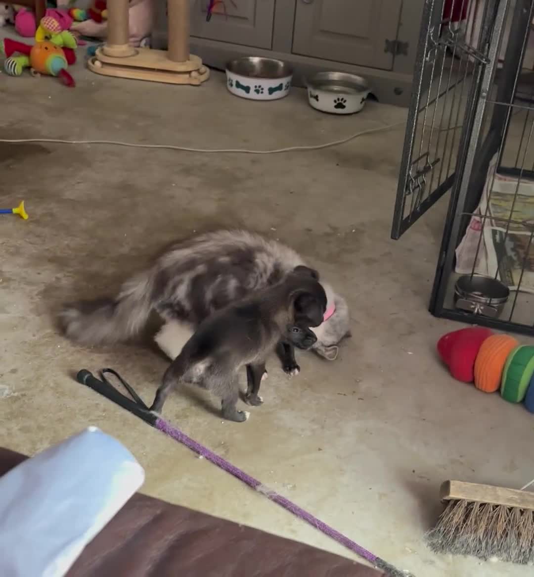Mixed Breed dogs for sale: Italian Greyhound cross, mums final litter! in Maidstone - Video 2