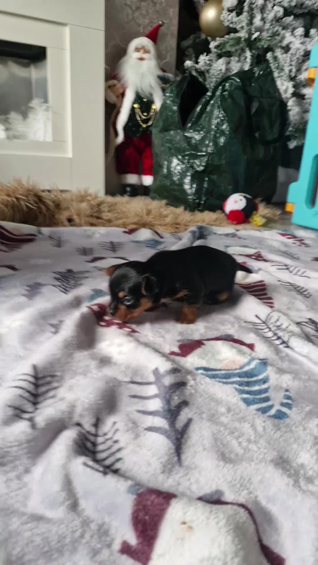 Chorkie dogs for sale: Yorkies cross chihuahua  - Video 1