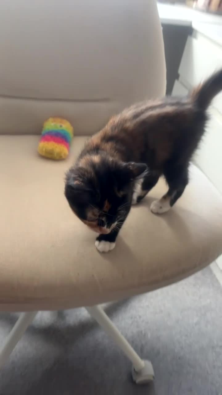 Mixed Breed cats for sale: Half ragdoll kittens  - Video 3