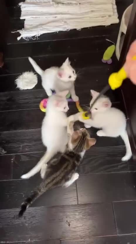 Mixed Breed cats for sale: 4 beautiful kittens 🐾 - Video 4