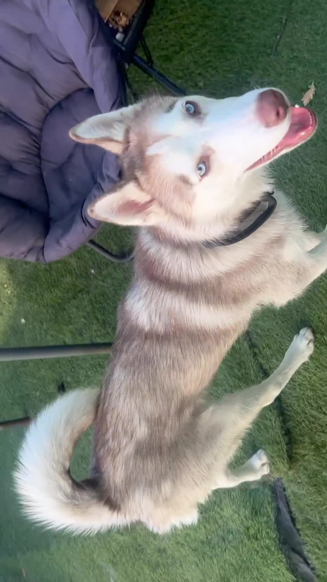 Siberian Husky dogs for sale: Full SiberianHusky Looking for a Loving Home - Video 2