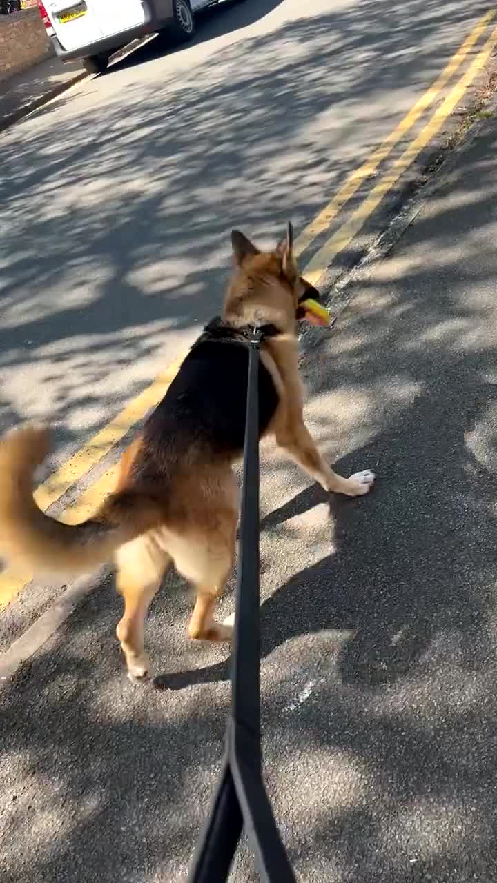 German Shepherd dogs for sale: female german shepherd  in Cannock - Video 1