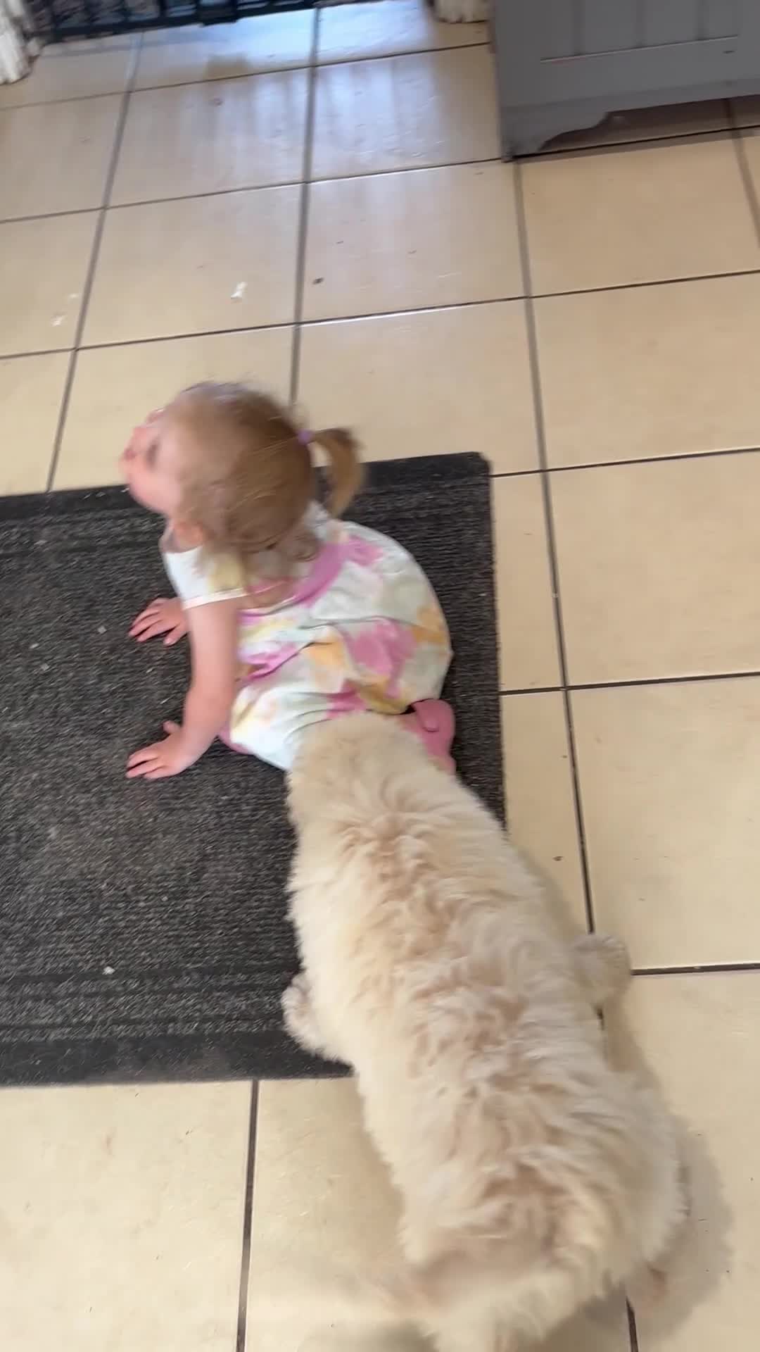 Labradoodle dogs for sale: F1B Standard Labradoodle Puppies Ready Now!🩷💙 - Video 3
