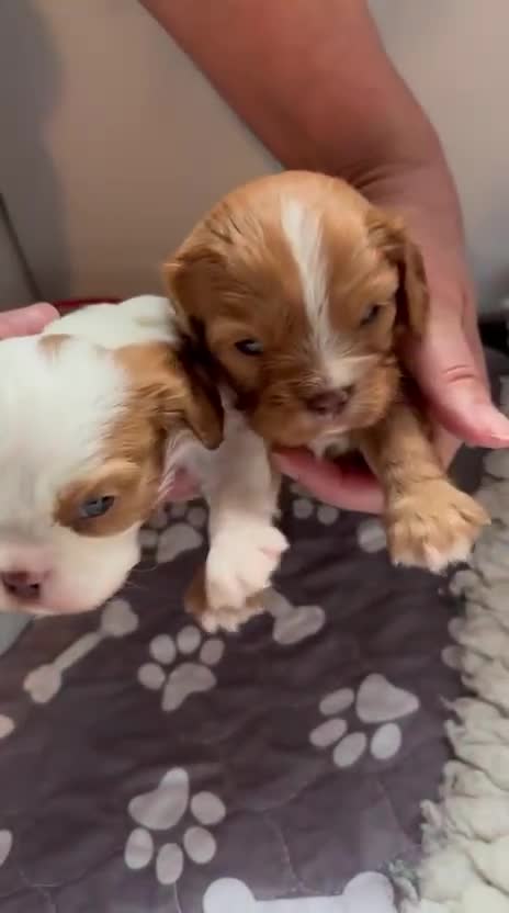 Cavalier King Charles Spaniel dogs for sale: Chocolate Cavalier Puppies  - Video 1