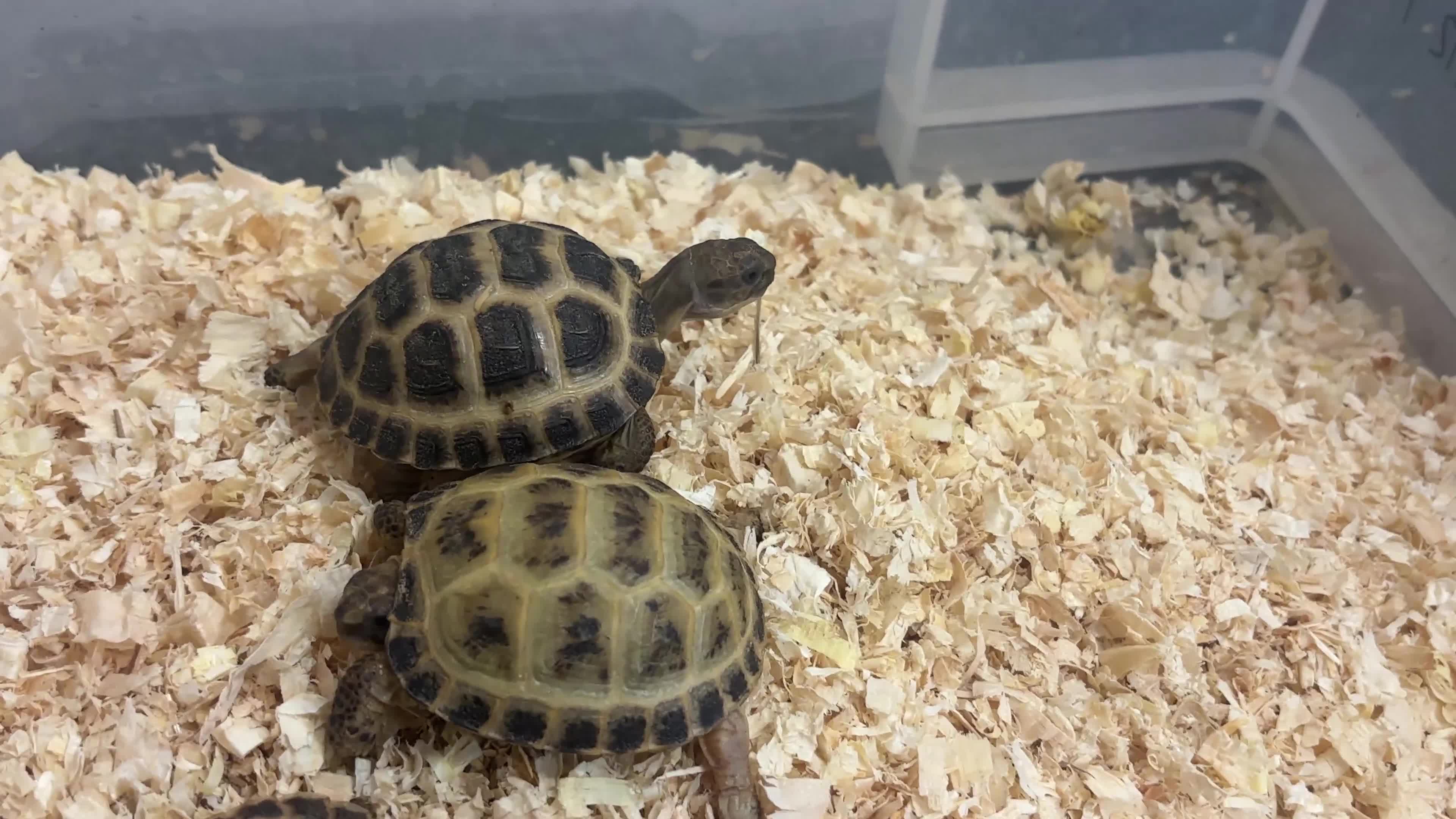 Mixed Breed reptiles for sale: Baby Horsefield in Swindon - Video 1