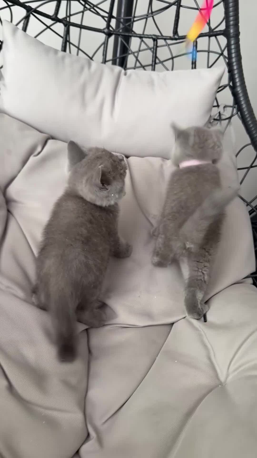 British Shorthair cats for sale: Pure BSH Blue - Ready Now  - Video 3