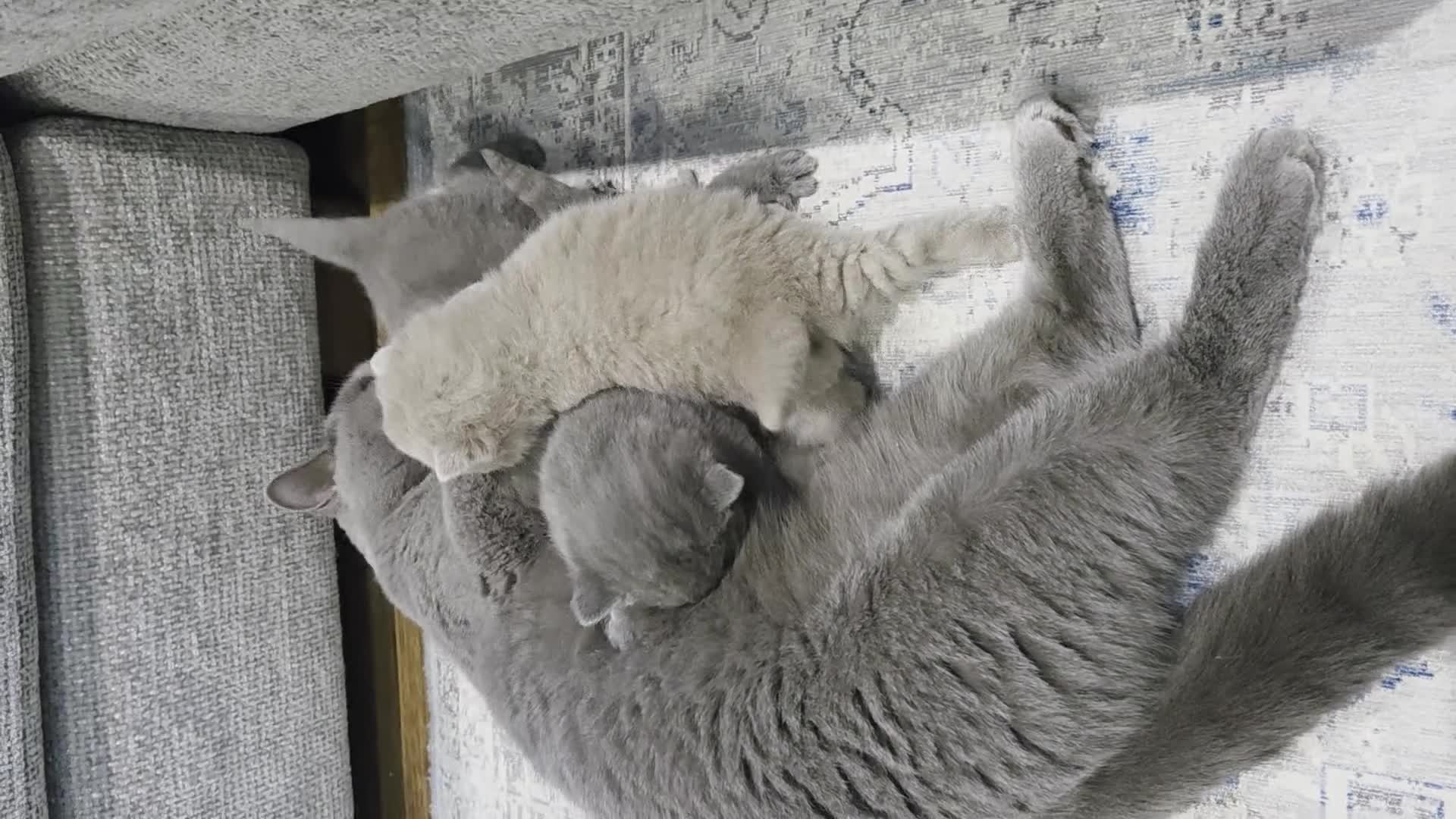 British Shorthair cats for sale: Gorgeous Pure Breed British shorthair kittens  - Video 4