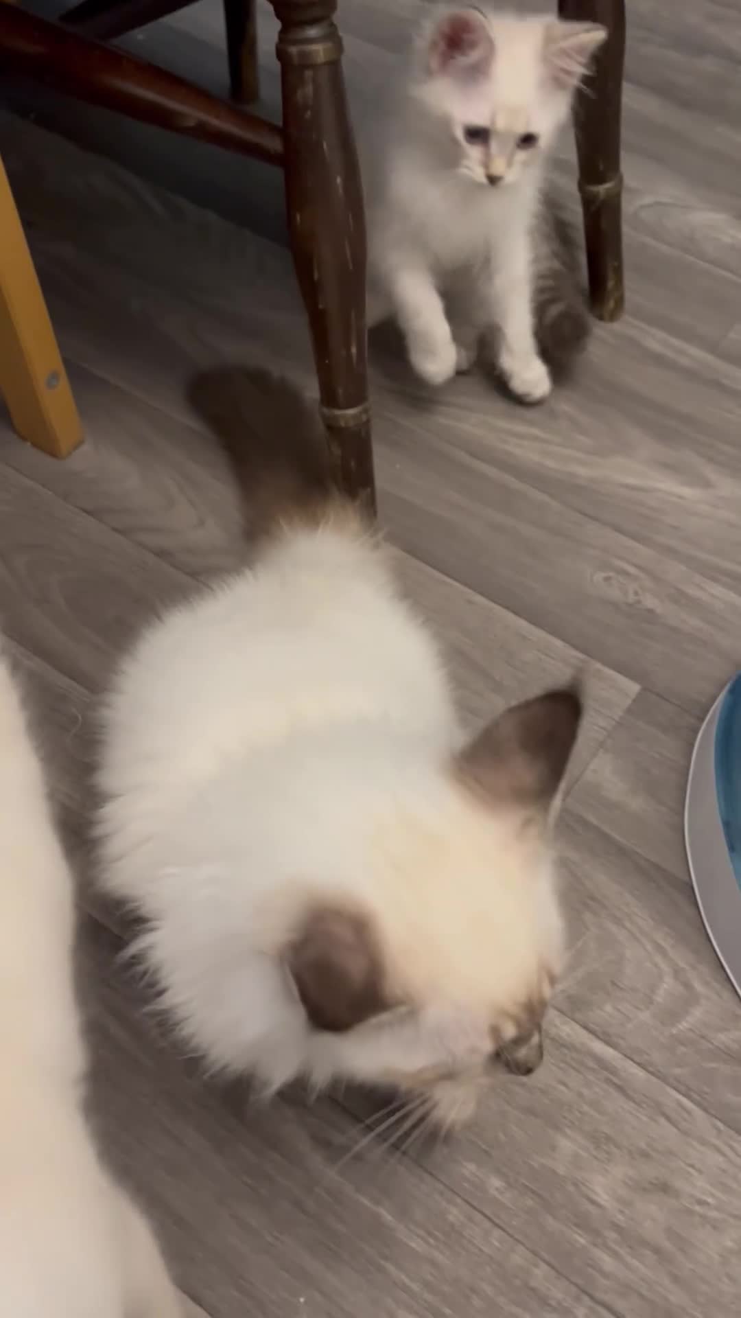 Ragdoll cats for sale: 💖Fabulous Pure Ragdoll Kittens Waiting for Love❤️ - Video 4