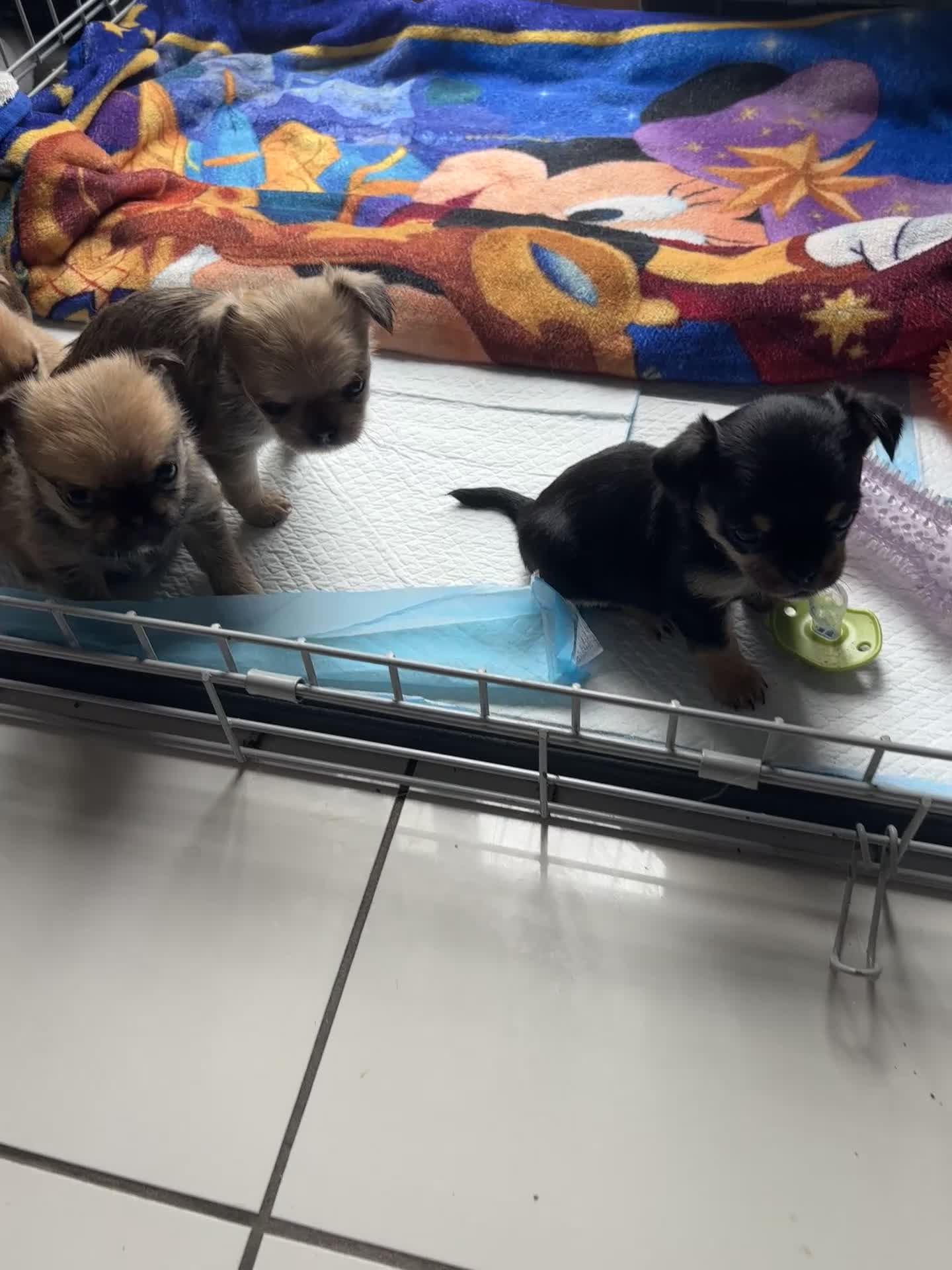 Mixed Breed dogs for sale: 6 beautiful puppies for sale, 3 female and 3 male - Video 5