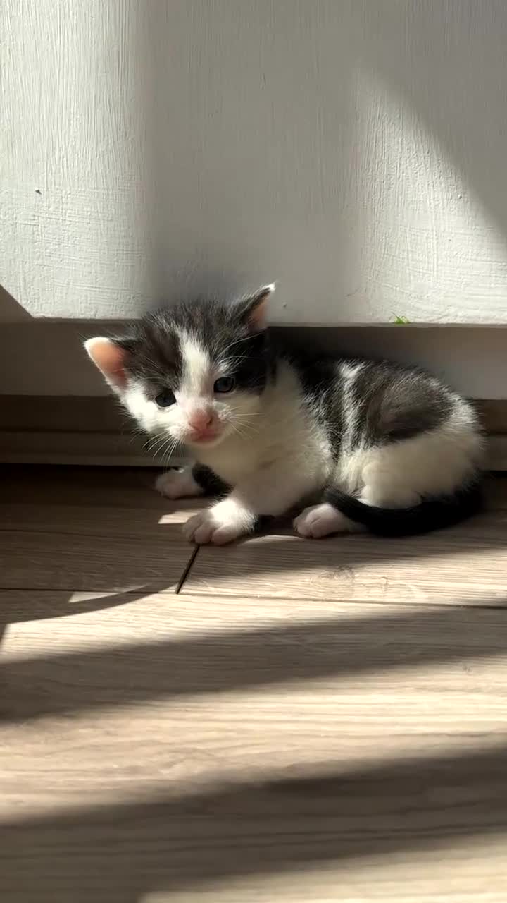 Mixed Breed cats for sale: 5 adorable kittens, (2boys 3girls) ready 3rd June. - Video 1