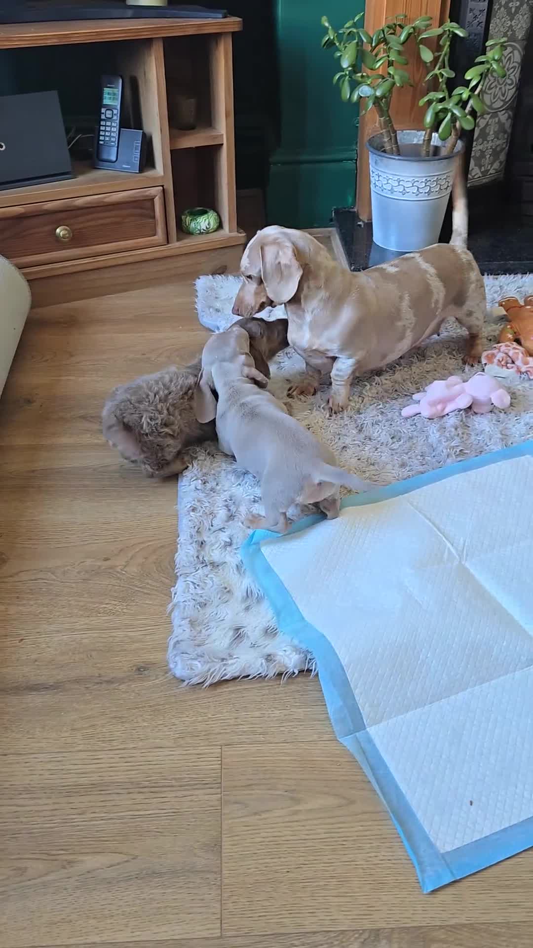 Miniature Dachshund dogs for sale: ONE FEMALE miniature Dachshund puppy - Video 1
