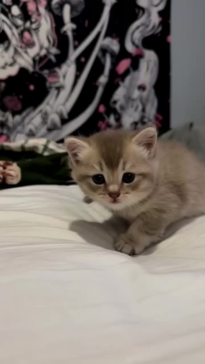 British Shorthair cats for sale:     Beautiful British Shorthair / Longhair Kittens - Video 3