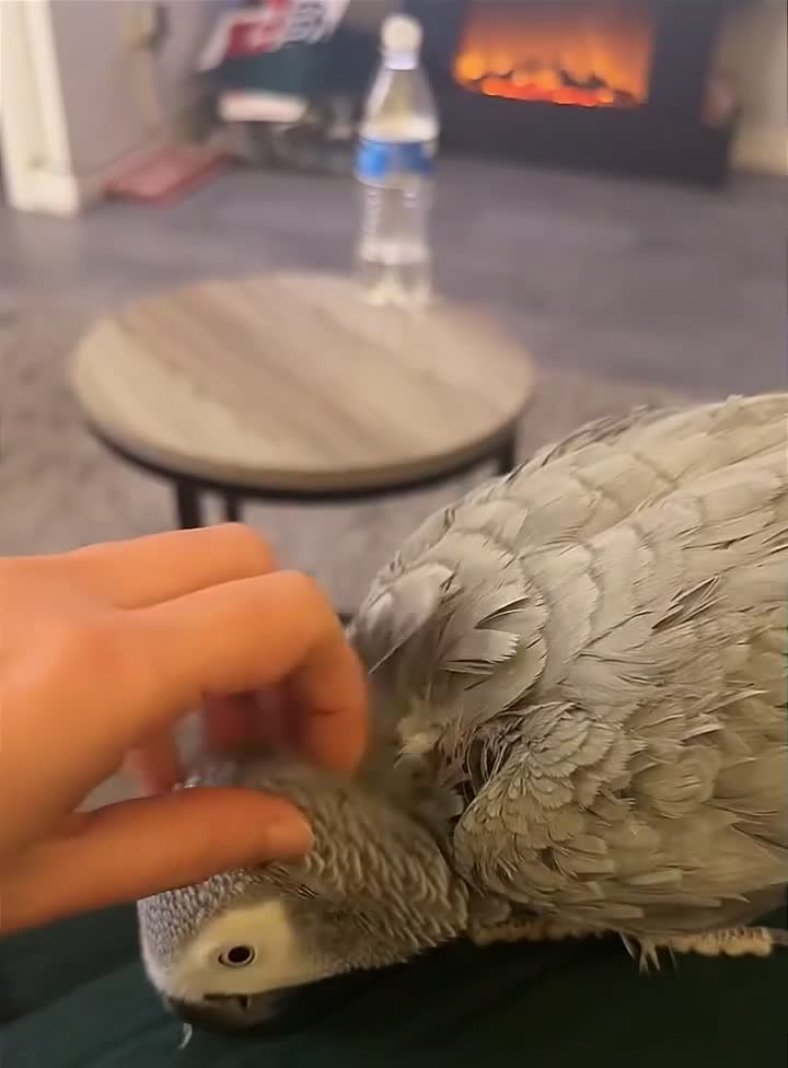 Parrots birds for sale: Tamed and talkative Female African Grey  - Video 1