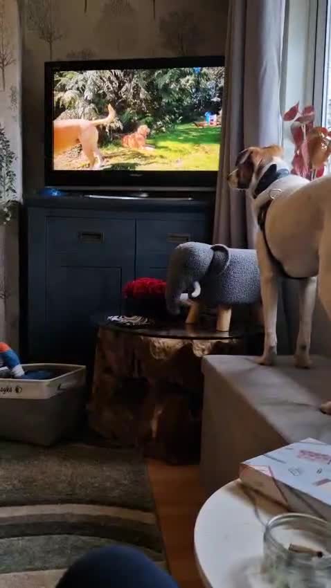 Mixed Breed dogs for adoption: ❤️ZAYKA❤️ 11 months, Playful Spirit, Loving Heart - Video 2