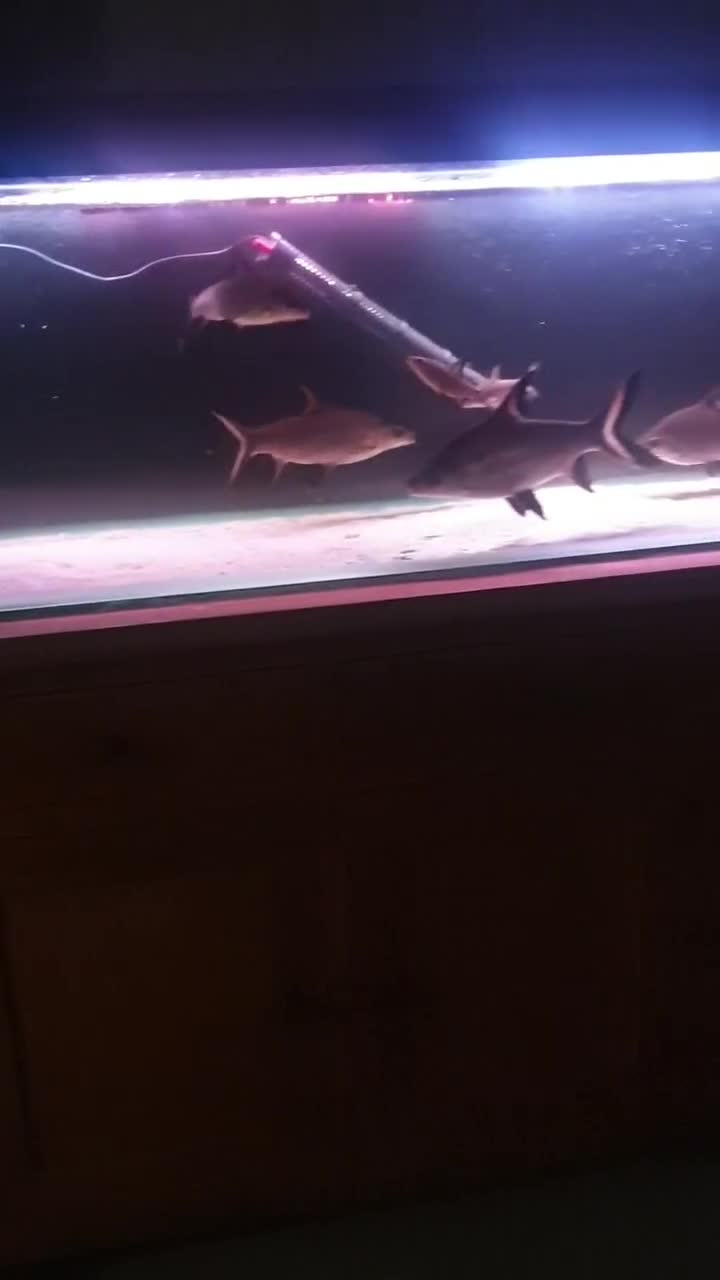 Sharks fish for sale: 5 bala sharks and 3 small bala sharks  - Video 1