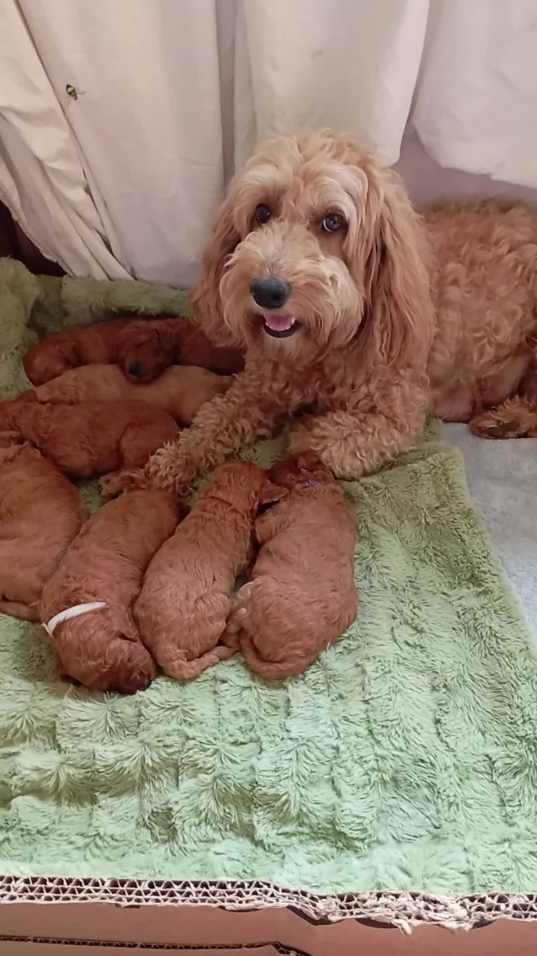 Cockapoo dogs for sale: Beautiful family of cockerpoos - Video 1