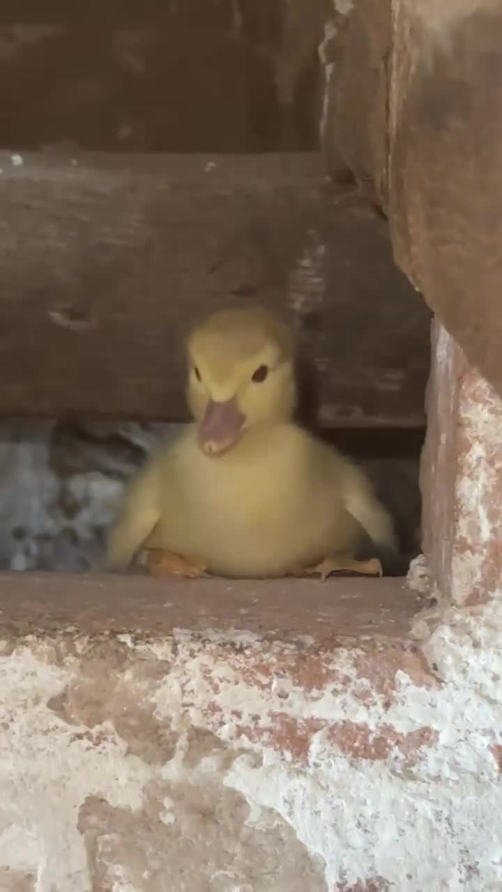 Ducks poultry for sale: Muscovy ducklings  - Video 1