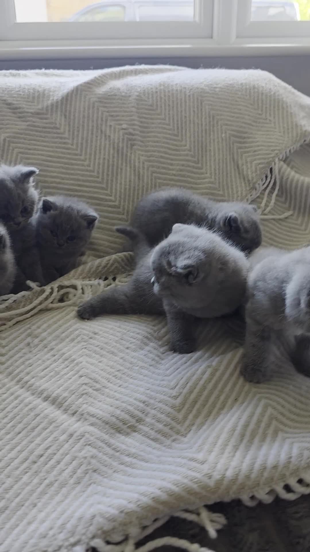 British Shorthair cats for sale: BRITISH SHORTHAIR KITTENS  - Video 1