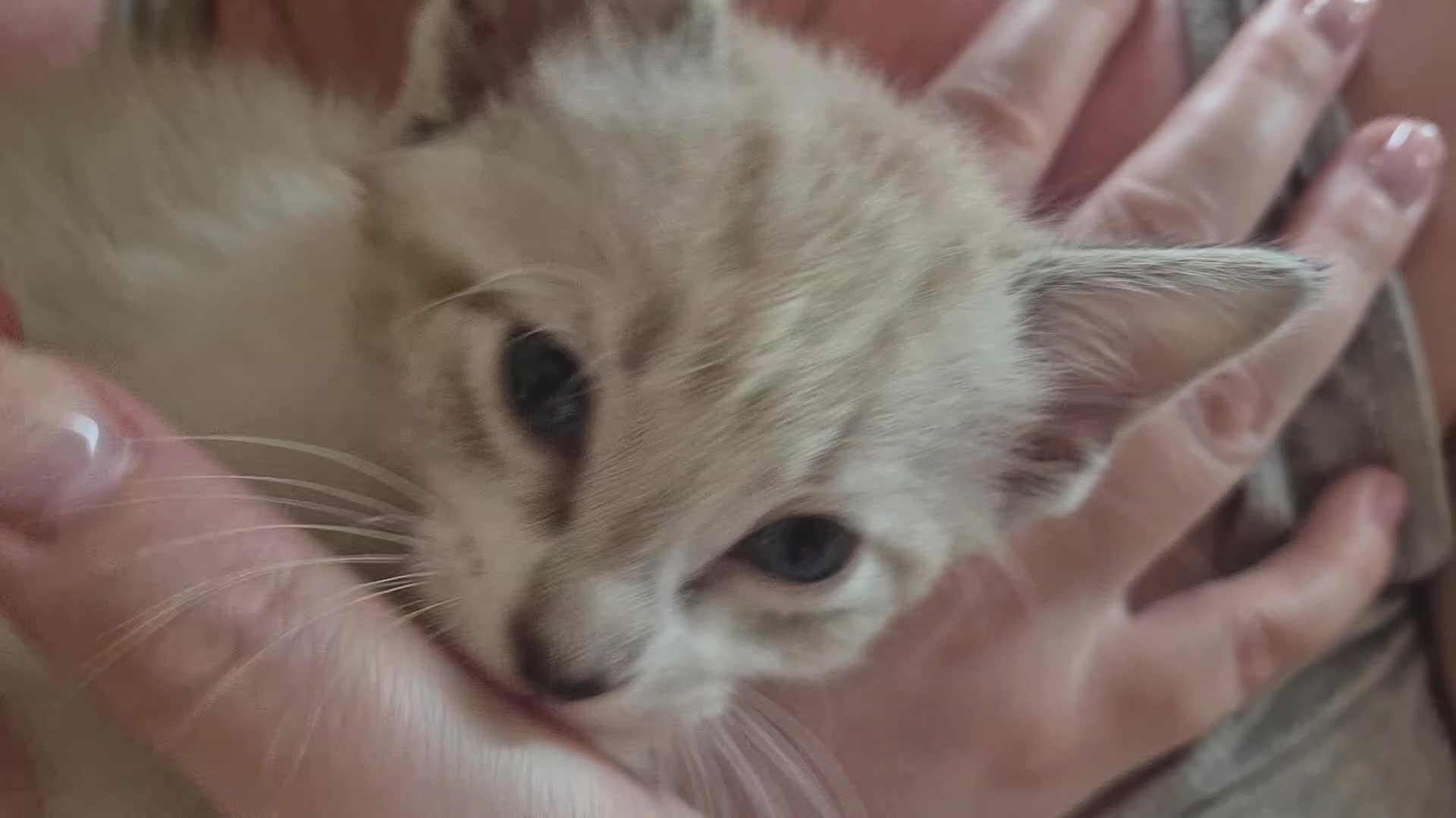 Mixed Breed cats for sale: Rare opportunity to have loving bottle fed Kittens in Melton Constable - Video 5
